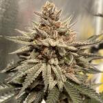 punchberry-cookies-rbx-fem-ethos-genetics.jpg