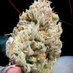 shawty-r1-fem-ethos-genetics.jpg