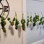 bruce-banner-autoflower-fem-seedkeepers.jpg