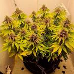 hellfire-og-auto-fem-7ch-american.jpg