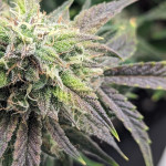 strawberry-cheesecake-auto-fem-humboldt-seed-company.jpg