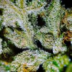 tropicana-cookies-auto-fem-fastbuds.jpg