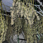 apple-betty-fem-herbies-seeds.jpg