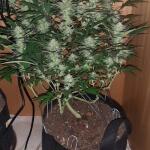 sticky-sherbert-gg-fem-seedkeepers.jpg