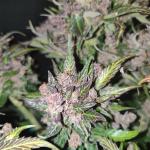 tropicana-cookies-auto-fem-fastbuds.jpg