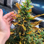 gorilla-cookies-auto-fem-fastbuds.jpg