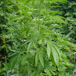 gorilla-fem-00-seeds.jpg