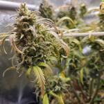 lemon-cherry-gelato-auto-r3-fem-ethos-genetics.jpg
