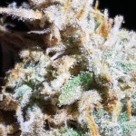 pound-cake-auto-fem-fastbuds.jpg