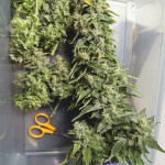 cbd-auto-20:1-fem-fastbuds.jpg