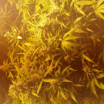 extreme-impact-auto-fem-heavyweight-seeds.jpg