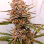 gorilla-cookies-auto-fem-fastbuds.jpg