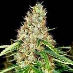 zup-auto-fem-fastbuds.jpg