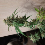 wedding-cake-auto-fem-barneys-farm.jpg
