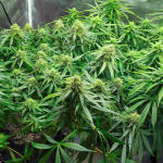 auto-orange-bud-fem-dutch-passion.jpg