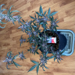 auto-purple-fem-pyramid-seeds.JPG