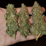 lemon-mandarin-fem-fastbuds.jpg