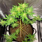 northern-lights-10-of-10-fem-seedkeepers.jpg