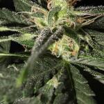 apple-fritter-fast-version-fem-7ch-american.jpg