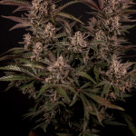 highcloudz-auto-fem-ghs.jpg