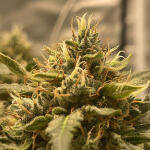 mimosa-cake-auto-fem-fastbuds.jpg