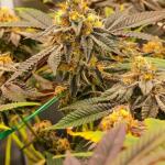 poddy-mouth-fem-humboldt-seed-company.jpg