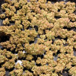 auto-orange-bud-fem-dutch-passion.jpg