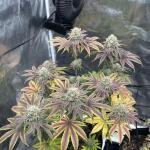 blueberry-muffin-fem-humboldt-seed-company.jpg