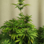 northern-lights-fem-00-seeds.jpg