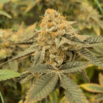 poddy-mouth-fem-humboldt-seed-company.jpg