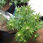purple-punch-cookies-fem-original-sensible-seeds.jpg