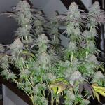 purple-punch-fem-barneys-farm.jpg