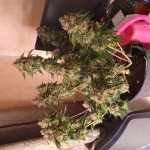 strawberry-gorilla-auto-fem-fastbuds.jpg