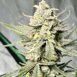 ztrawberriez-auto-fem-fastbuds.jpg
