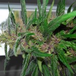 black-cream-auto-sweet-seeds.jpg