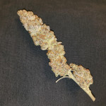 tropicana-cookies-ff-fem-fastbuds.jpg