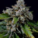 booberry-cookies-rbx-fem-ethos-genetics.jpg