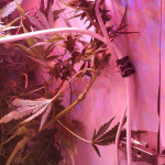 deep-purple-haze-auto-sumo-seeds.jpg