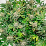 girl-scout-cookies-fem-blimburn-seeds.jpg
