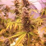 grand-gorilla-purple-auto-fem-Semyanich.jpg