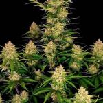guava-auto-fem-fastbuds.jpg