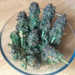 mimosa-shot-fem-herbies-seeds.jpg
