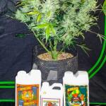 zup-auto-fem-fastbuds.jpg