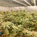 godzilla-original-glue-gg4-godzilla-glue-4-fem-herbies-seeds.jpg