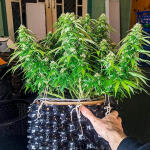 gorilla-glue-auto-fem-barneys-farm.jpg