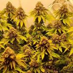 hellfire-og-auto-fem-7ch-american.jpg