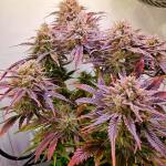 lemon-cherry-gelato-auto-r3-fem-ethos-genetics.jpg