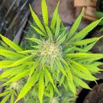 peach-crescendo-auto-rf3-fem-ethos-genetics.jpg