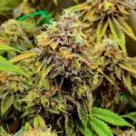 poddy-mouth-fem-humboldt-seed-company.jpg