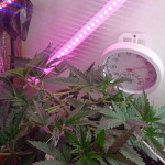 six-shooter-auto-fem-fastbuds.jpg